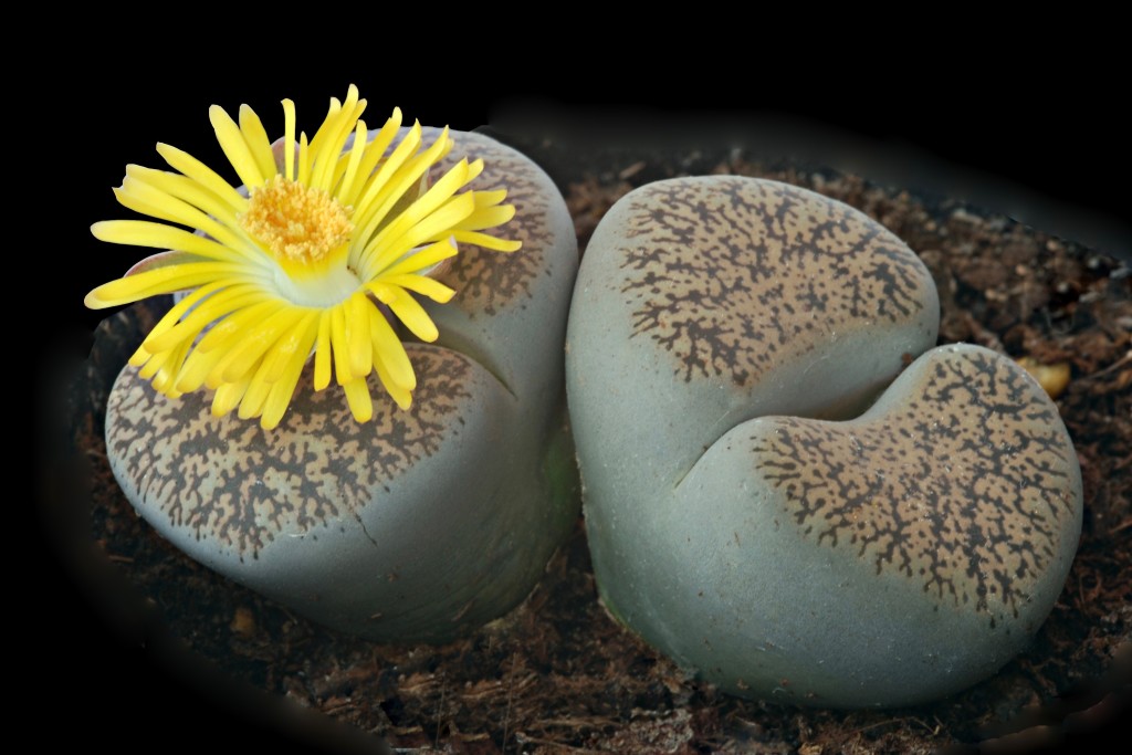 A flowering stone plant
